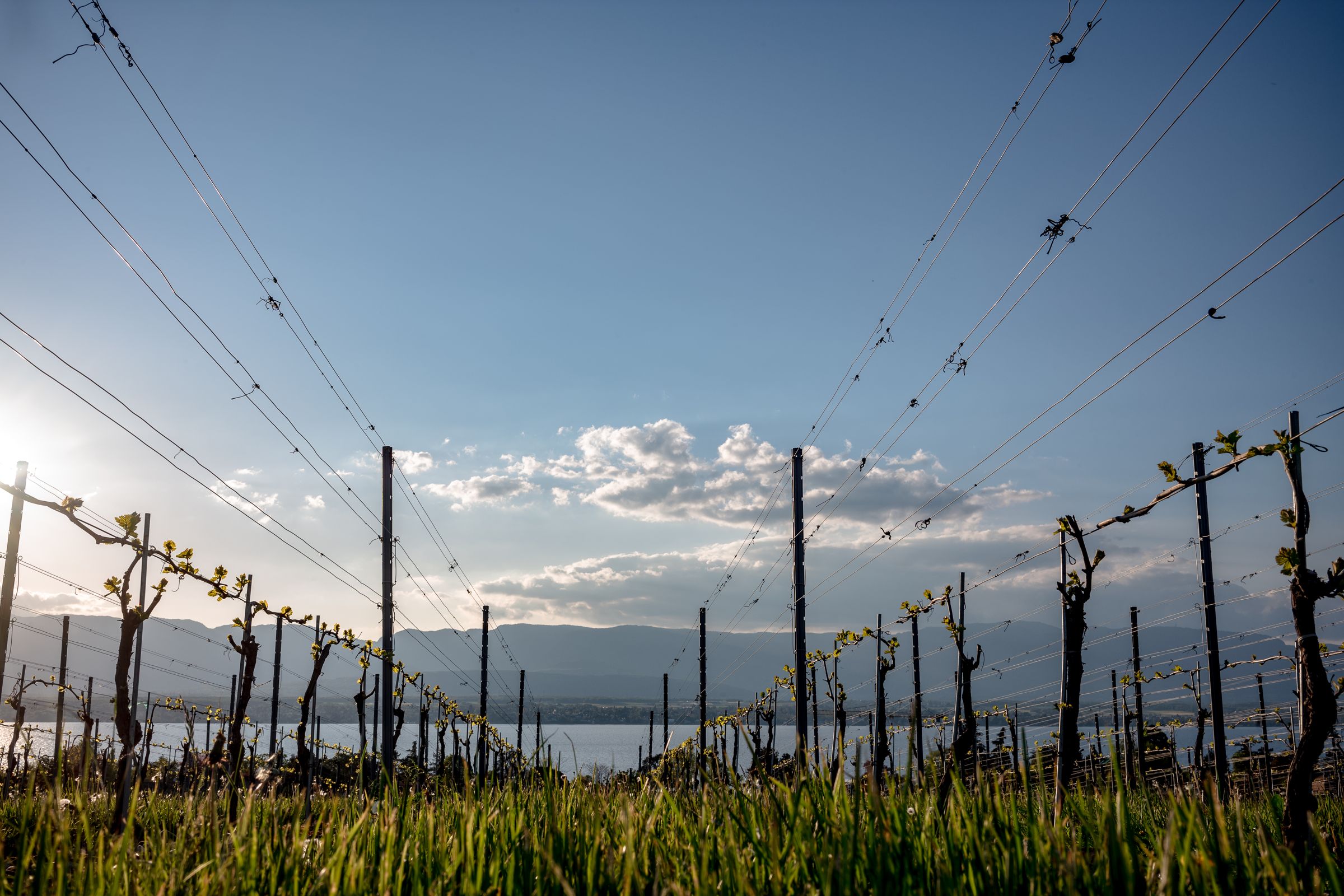 Rangs de vigne au printemps sur le coteau d'Anières, avec le Léman et le Jura en arrière-plan
